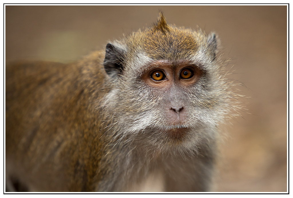 macaque (1).jpg - T'as d'beaux yeux tu sais ;-)